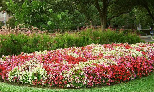Jardin de flores con variedades coloridas